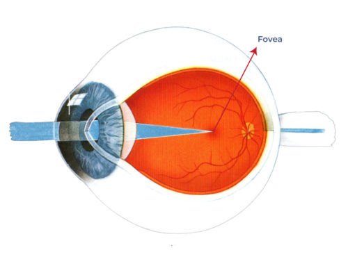 What is the fovea?