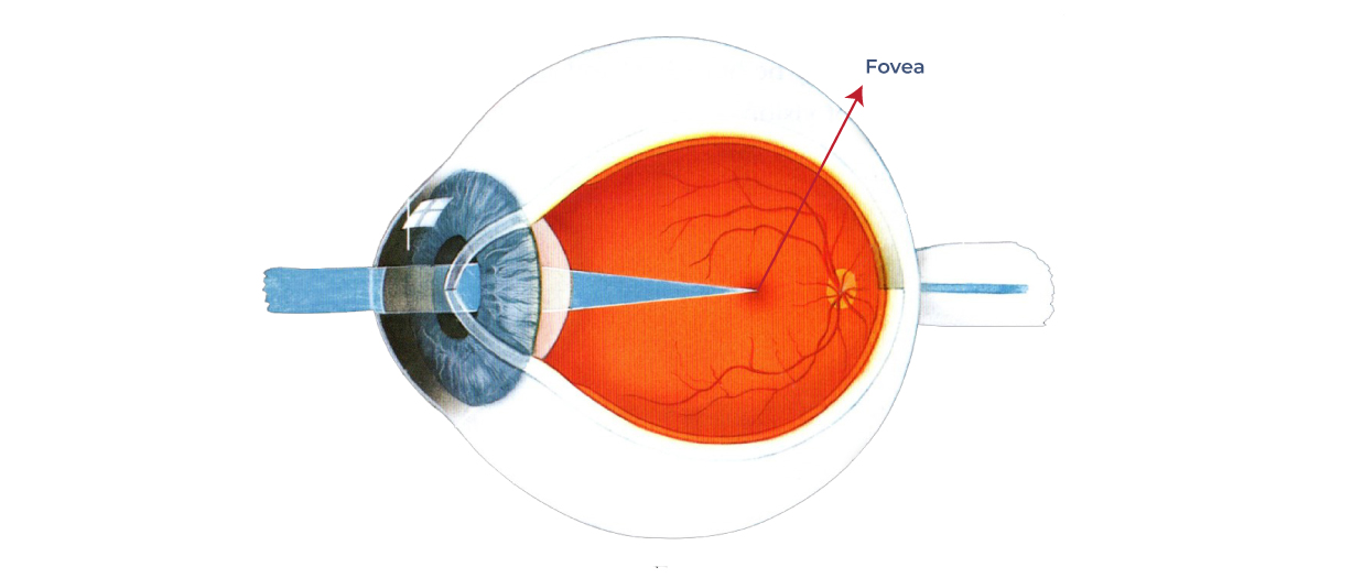 An illustration of the fovea, a small central depression in the retina of the eye, surrounded by a ring of cells and labeled with its name.