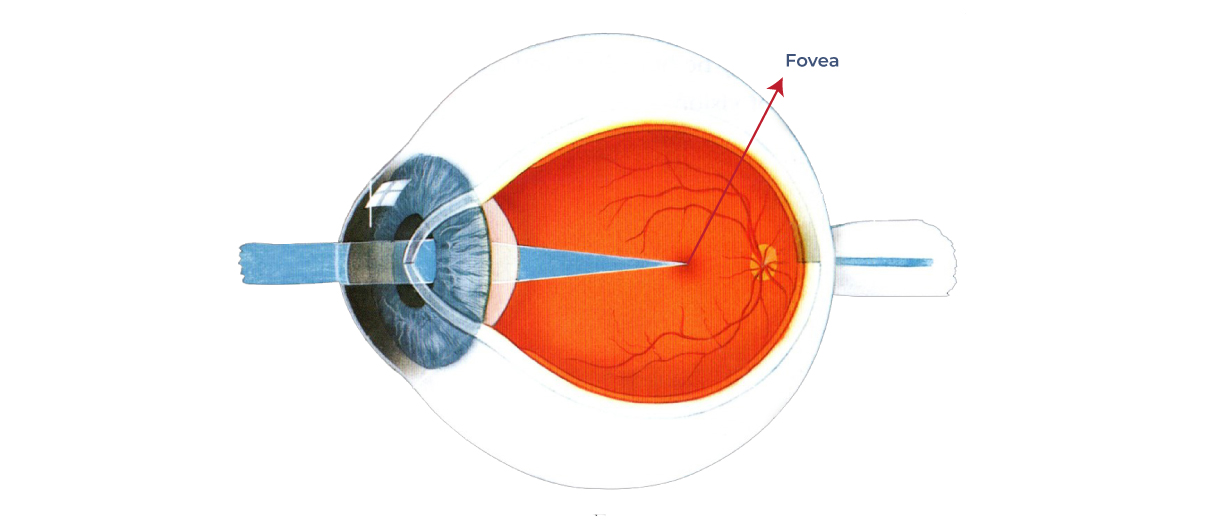 What is the fovea? – Front Range Retina, retina 